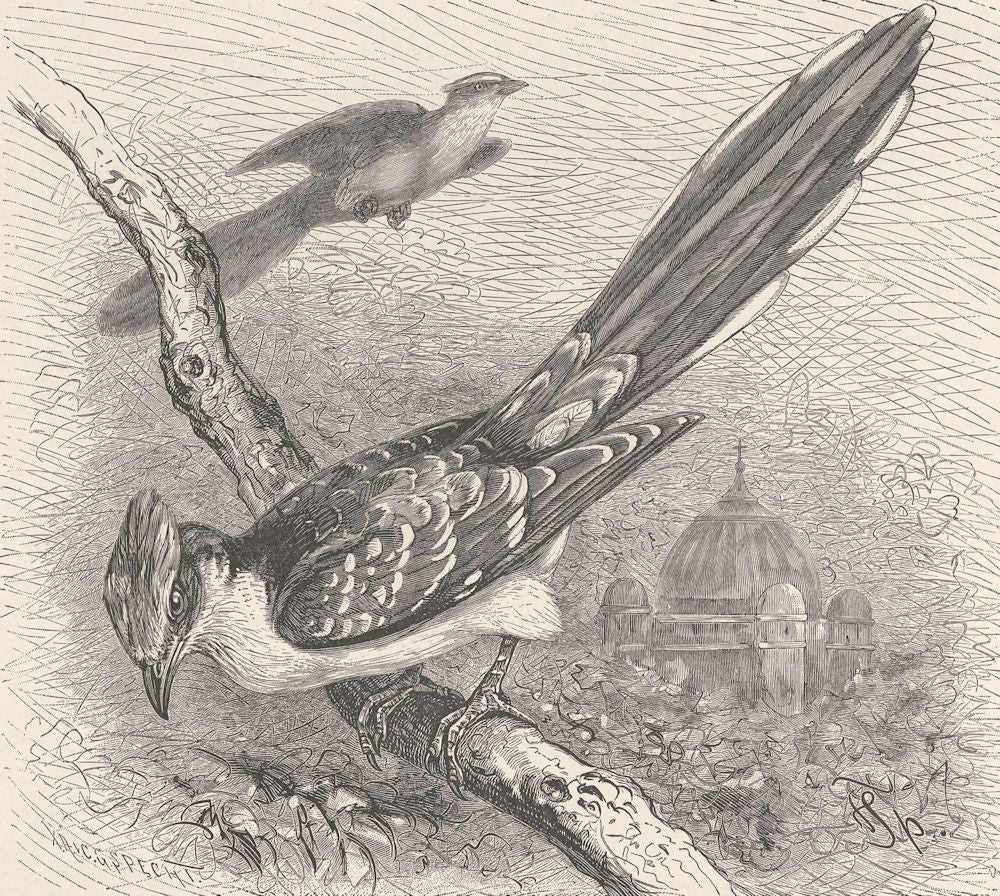 BIRDS. Great spotted cuckoo 1895 old antique vintage print picture